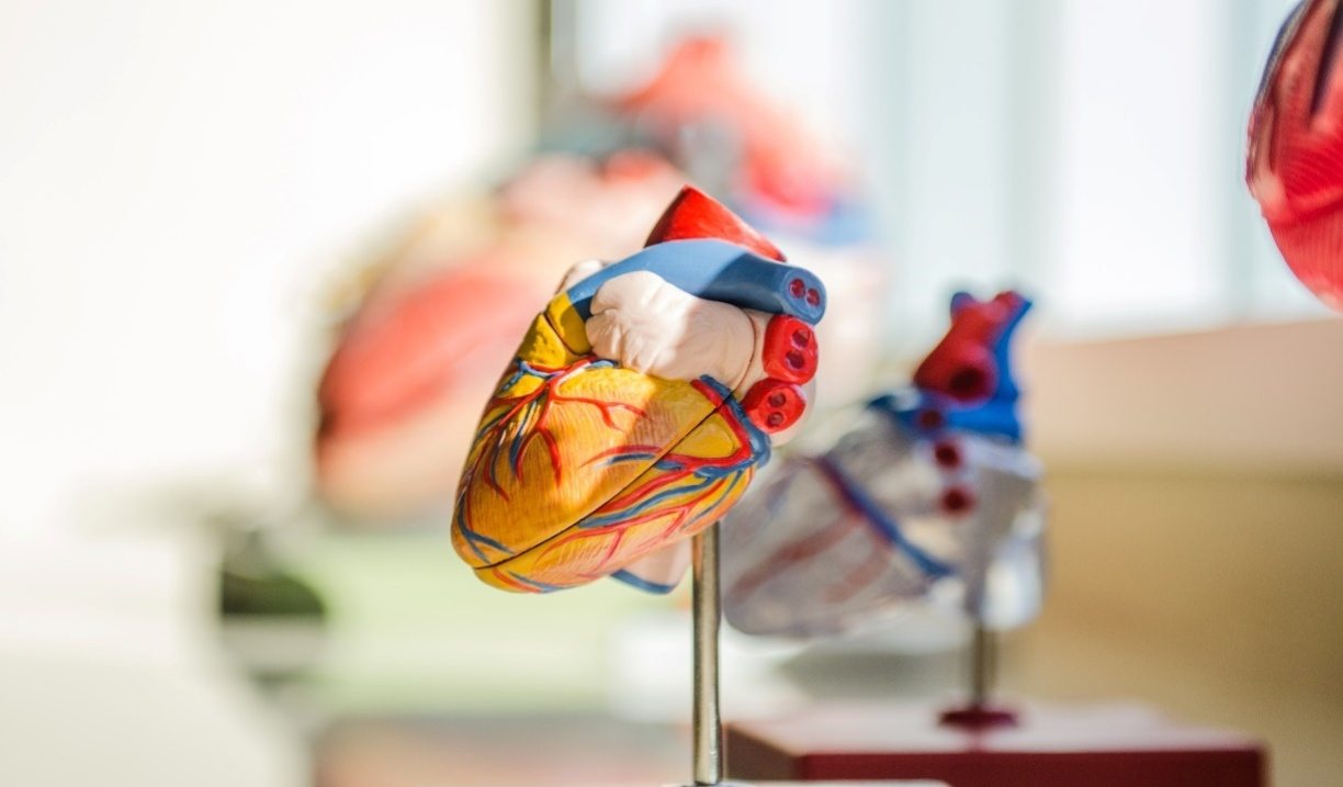  A colorful model of a heart