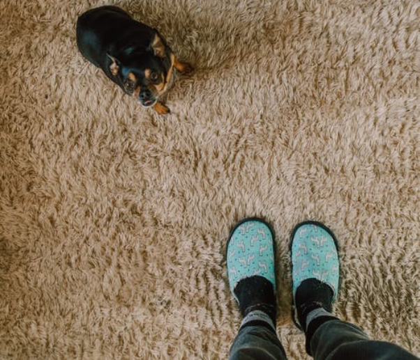 A dog sitting on a carpet