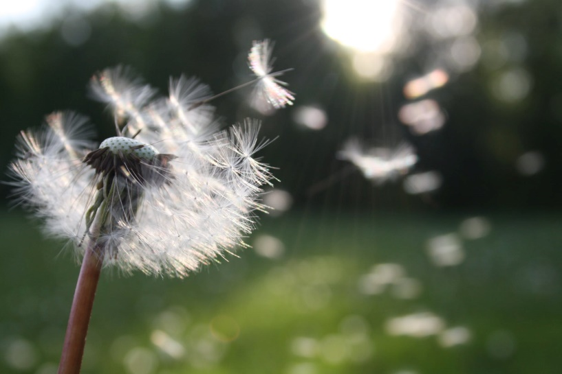 A dandelion flower